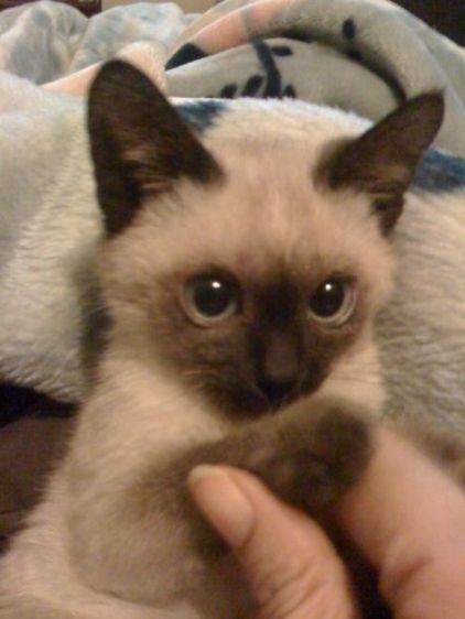 Create meme: siamese kitty, siamese cat, Siamese kittens 