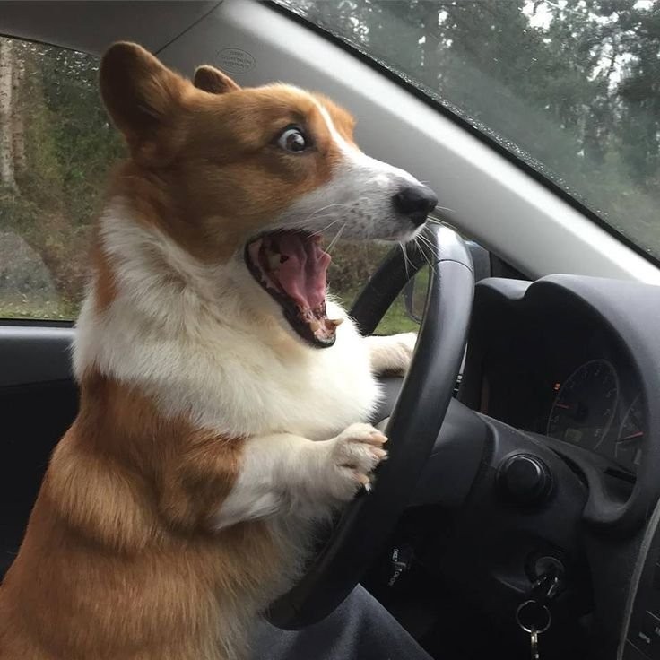 Create meme: dog Corgi, corgi driving, welsh corgi dog