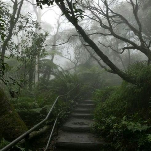 Create meme: the forest dark, forest fog, Gloomy forests