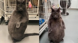 Create meme: cats, fat cat, cat