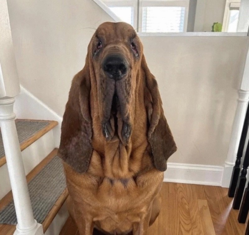 Create meme: bloodhound, bloodhound breed, breed of bloodhound dogs