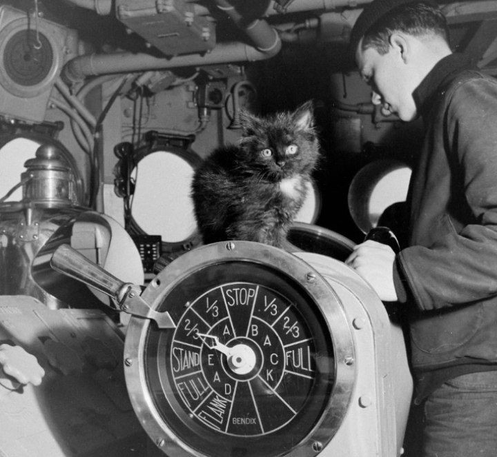 Create meme: the ship 's cat, the first submarine, submarine