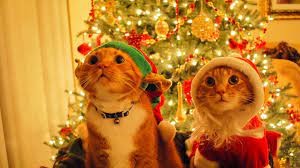 Создать мем: кот и елка смешные, животные и новый год, скоро новый год