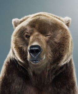 Create meme: bear, meme bear, cute bear