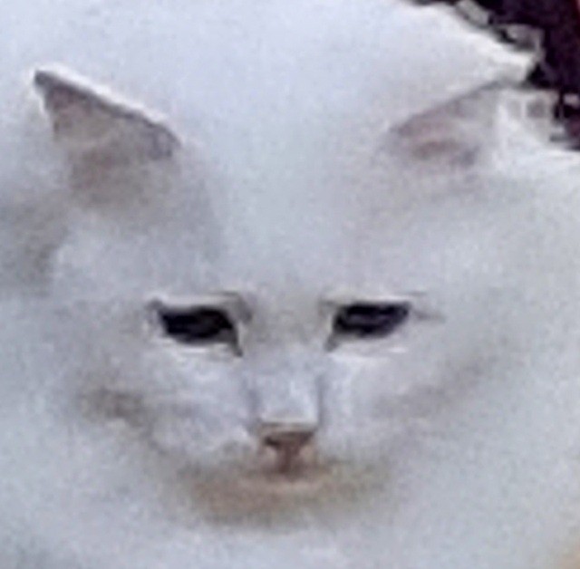 Create meme: Angora cat, kitty , cat 