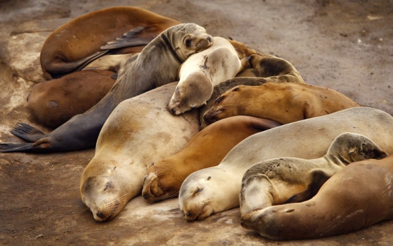 Создать мем: тюленей, galapagos sea lion, морской лев детеныш