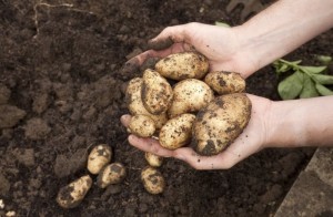 Create meme: potato harvest, potatoes