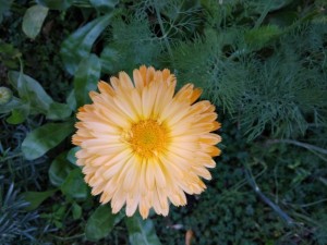 Create meme: calendula yellow giant, calendula photo annual, yellow marigold flowers