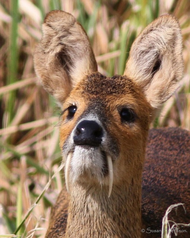 Create meme: saber-toothed deer musk deer, Siberian musk deer, Chinese water deer