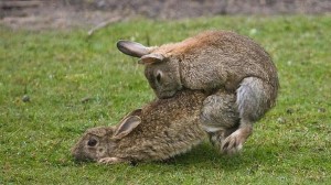 Создать мем: кролики спариваются, дикий австралийский кролик, кролик серый великан