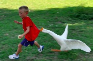Create meme: boy, evil goose, aggressive goose