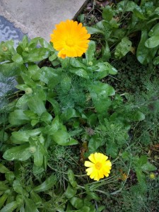 Create meme: herb calendula photos, marigold, or calendula, marigold calendula seedlings