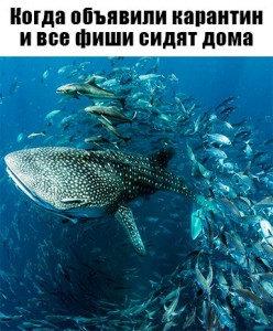 Create meme: shark fish, great barrier reef whale shark, cartilaginous fish whale shark