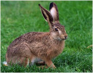 Create meme: rabbit animal, hare in the woods, hare hare