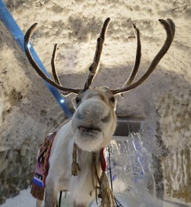 Create meme: deer, reindeer