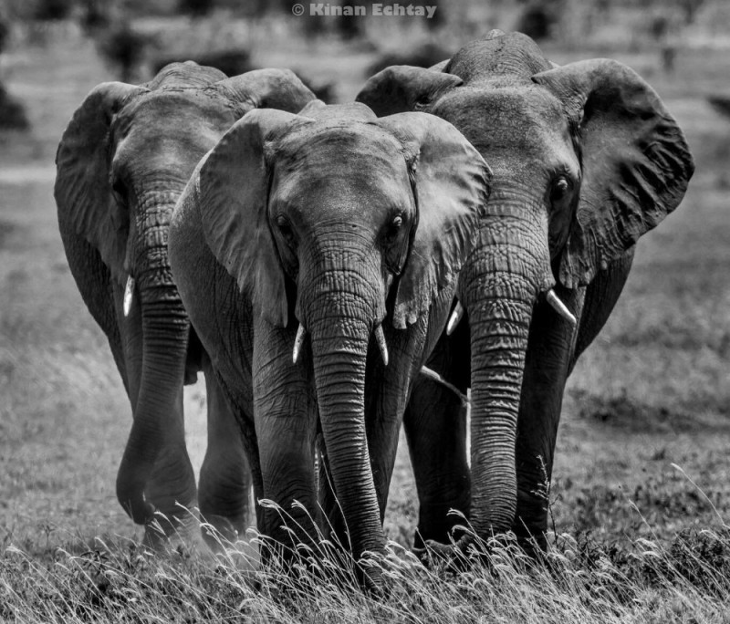 Создать мем: стадо слоних, слоны в танзании, африканские слоны