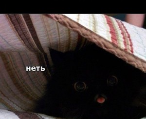 Create meme: funny cat, kitty get out from under the blanket, cat