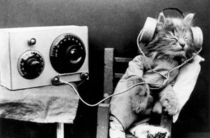 Create meme: cat with headphones, cat