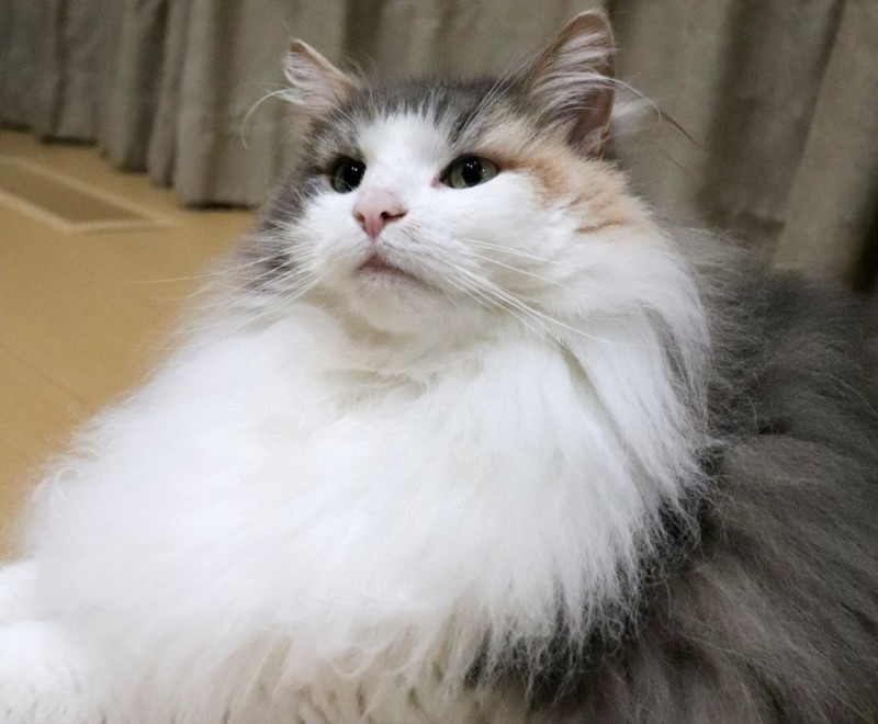 Create meme: siberian cat bicolor, ragdoll cat, ragdoll cat breed