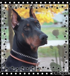 Create meme: dog Doberman