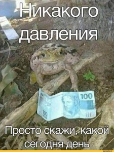 Create meme: frog water pot, toad