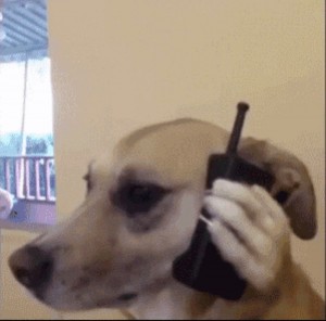 Создать мем: пес, собака разговаривает по телефону смешно, собака разговаривает по телефону