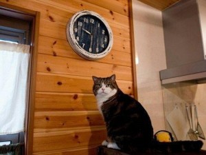 Создать мем: кот и часы, кот смотрит на часы, мем с котом и часами пора