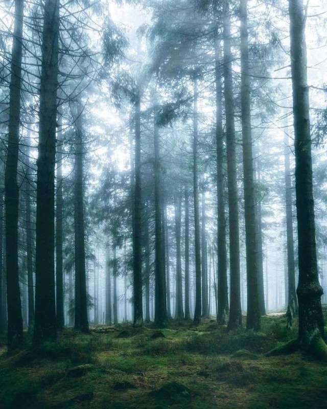 Create meme: spruce forest, nature forest , fog in the forest