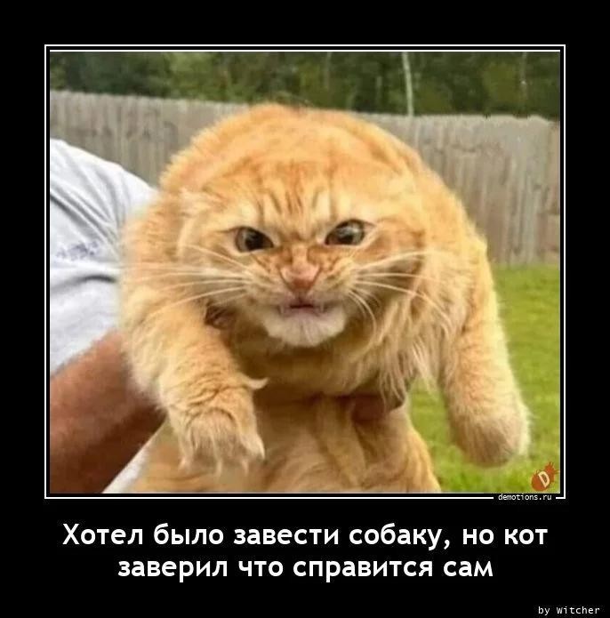 Create meme: happy cat demotivator, cat, cats are demotivators