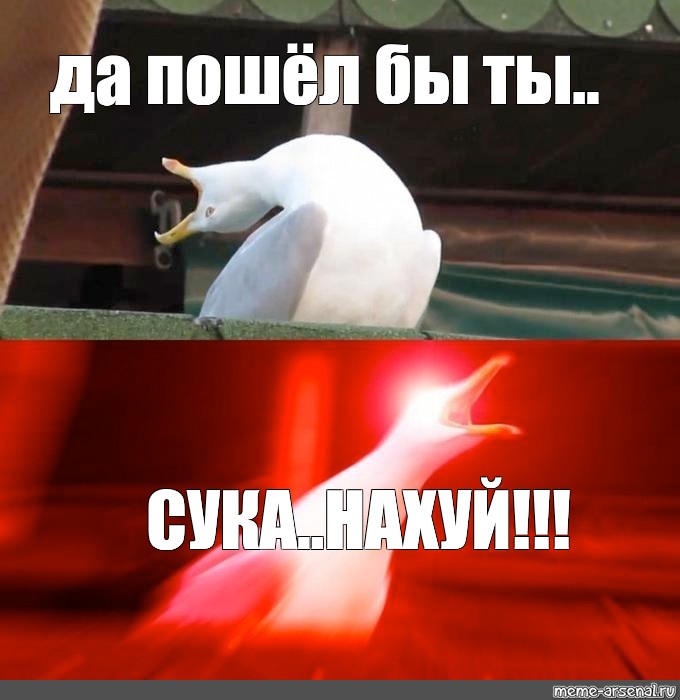 Срок пошел. Чайка Мем. Мемы с чайкой. Мертвая Чайка Мем. Чайка смеется Мем.