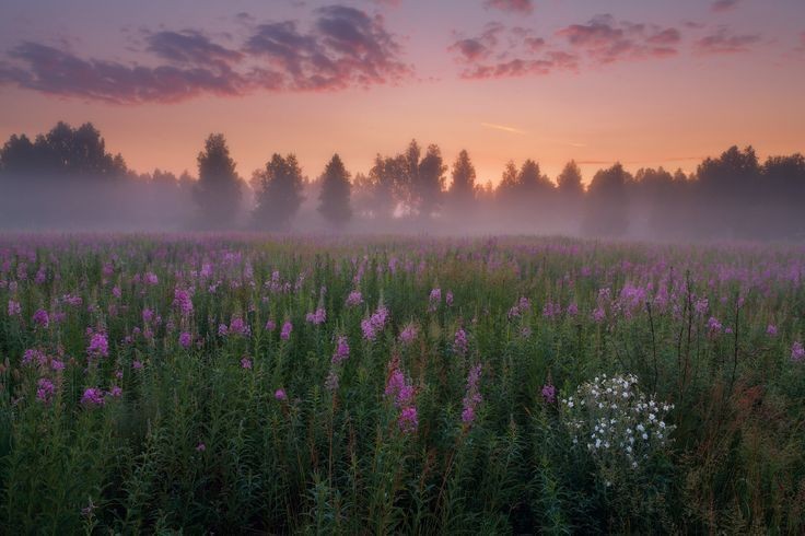 Create meme: ivan kiprei tea, Ivan chai field, blooming meadow ivan chai russia