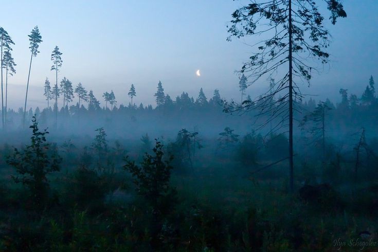 Create meme: misty forest, forest misty, misty forest aesthetics