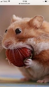 Create meme: hamster, hamster