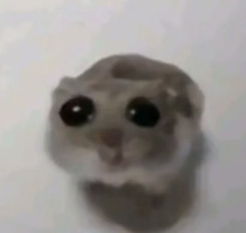 Create meme: funny hamster, The hamster is sad, crying cat