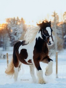 Создать мем: stallion, лошадь, тинкер