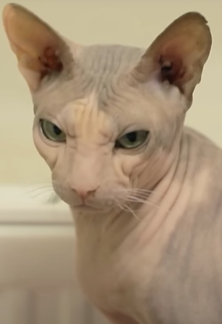 Создать мем: кошка сфинкс, донской сфинкс, порода сфинкс