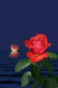 Создать мем: красивые розы, море роз, розы ночью