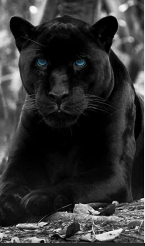 Create meme: black panther, k2 black panther, Panther 