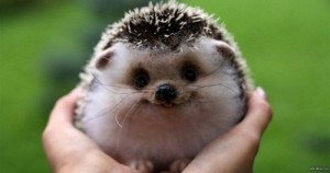 Create meme: the mood of the hedgehog, hedgehog, app smiling picture