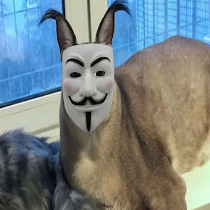 Создать мем: кот шлепа, шлёпа русский кот анонимус, каракал большой