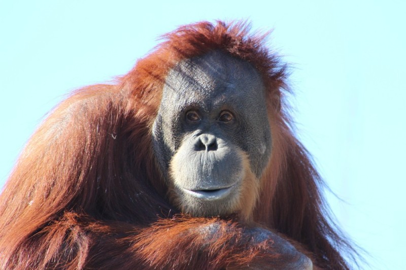 Create meme: orangutan monkey orangutan, orangutan monkey, the orangutan smiles