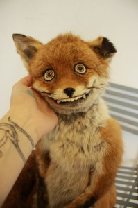 Create meme: Taxidermist, stoned, Fox