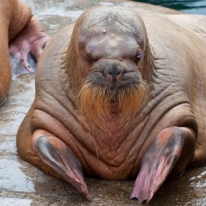 Create meme: Moscow zoo, walrus, zoo walrus