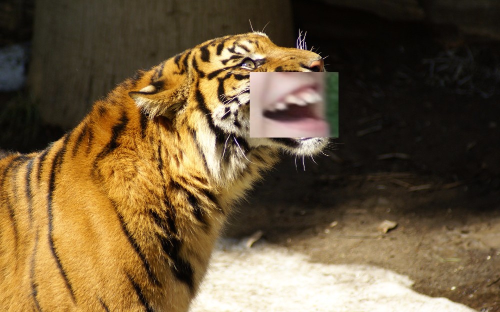 Create meme "Sumatran tiger , grin sumatrensis tiger, tiger laughs