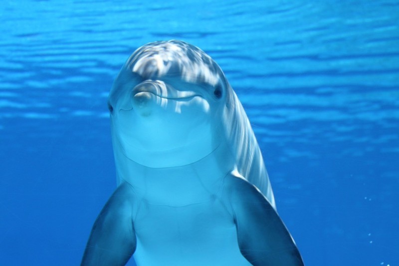 Создать мем: черное море дельфины, живые дельфины, дельфин под водой