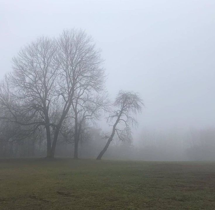 Create meme: trees in the fog, tree landscape, thick fog 