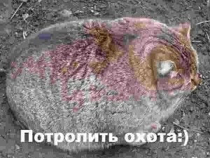 Создать мем: кот толстяк, коты, жирный кот