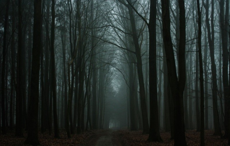 Create meme: dark forest background, fog forest, background gloomy forest