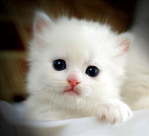 Создать мем: милый белый котенок, кошки маленькие милые, милые котята