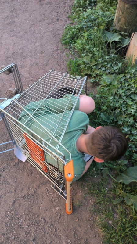 Create meme: tesoro cages for rodents, young naturalist animals, the cage is large